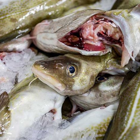 Tríggir útróðrarbátar selja á Fiskamarknaðinum