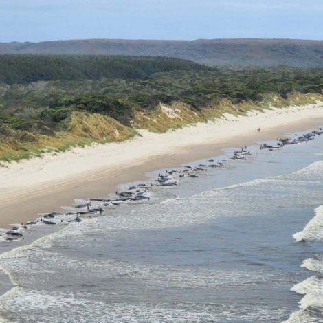 Stór grind gjørt landgongd í Tasmania