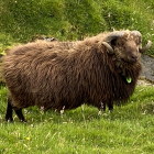 Seyðasýning verður í Kvívík leygardagin