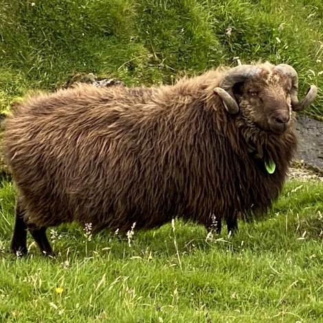 Seyðasýning verður í Kvívík leygardagin