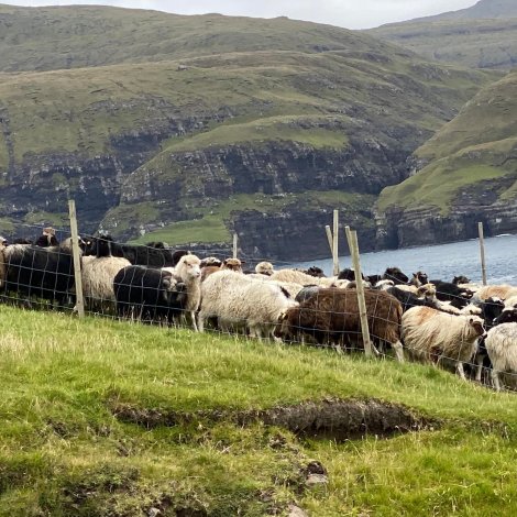 Seyðasýning verður í Sandavági í morgin