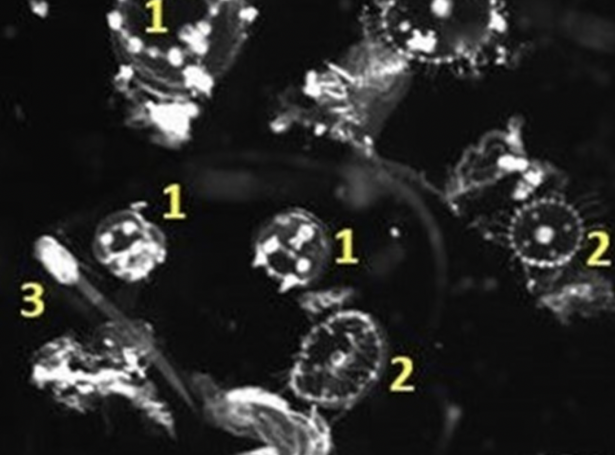 Fiskaaling hevur tikið sjógvsýni við tí endamáli, at seta í verk hydrozoa-protokollina. Kanningarnar av sjógvsýnum vístu at sjógvurin innihelt 1. Clytia hemisphaerica eller Phialella quadrata (10 mm diameter), 2. Obelia spp (2,5-6,0 mm diameter), og 3. Larvacean-Oikopleura sp (< 10 mm), ið kunnu verða relevant fyri alivinnuna