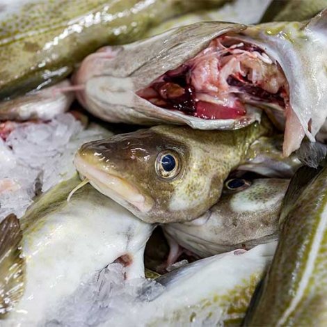 Fiskamarknaðurin metir um komandi viku