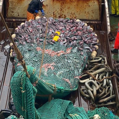 Fiskamarknaðurin metir um komandi viku