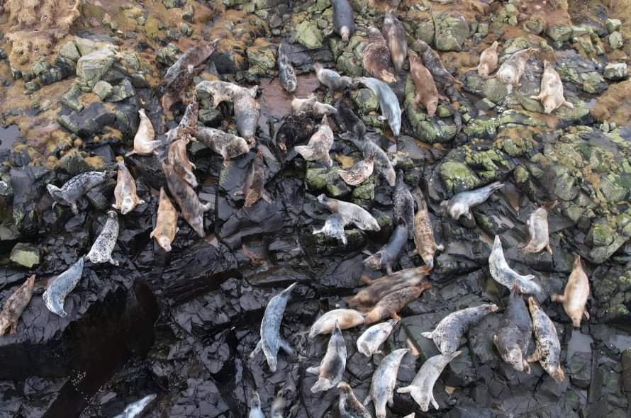 jn.fo | Nógvur kópur á Sumbiarhólmi