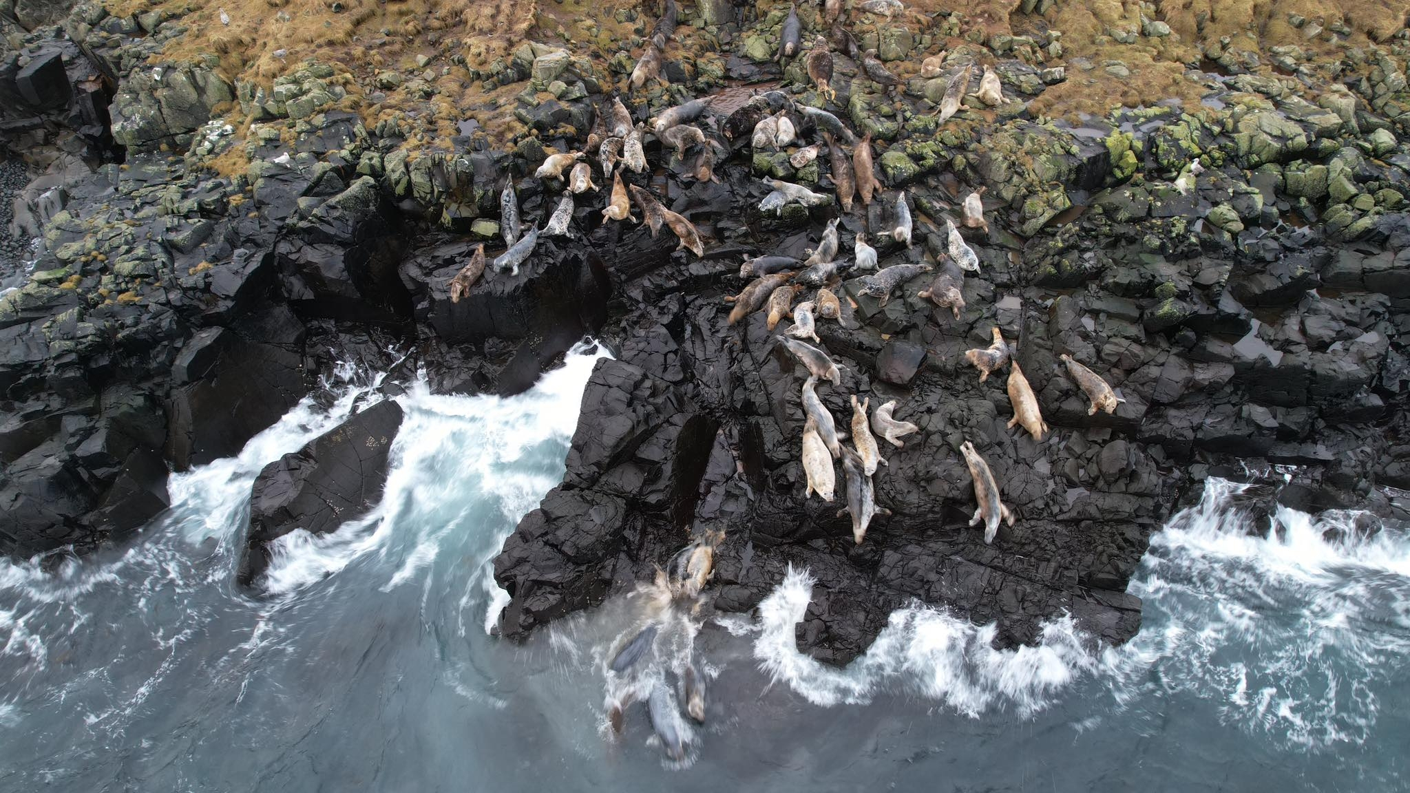 jn.fo | Nógvur kópur á Sumbiarhólmi