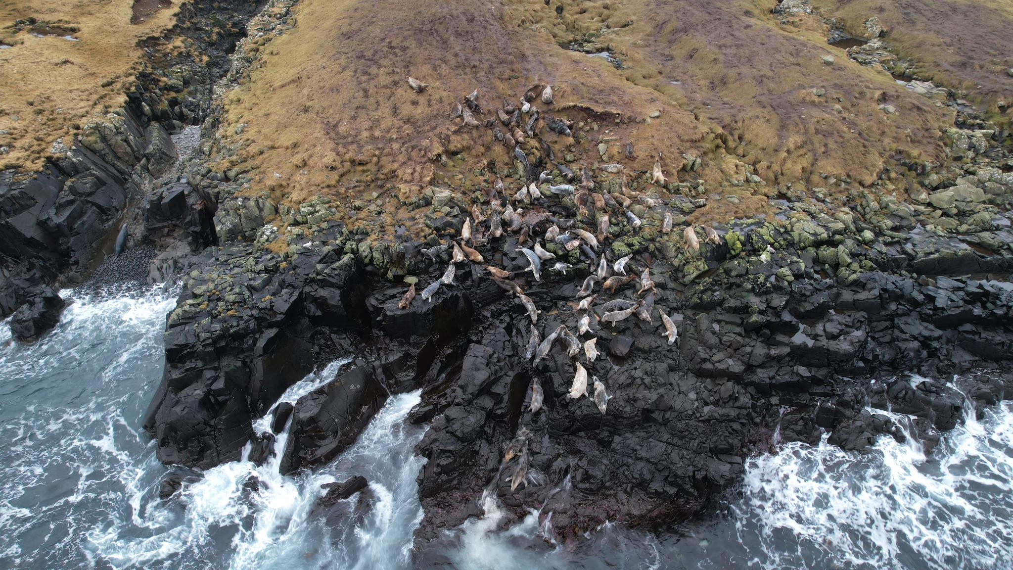 jn.fo | Nógvur kópur á Sumbiarhólmi