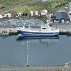 Sandshavið landar í Havn