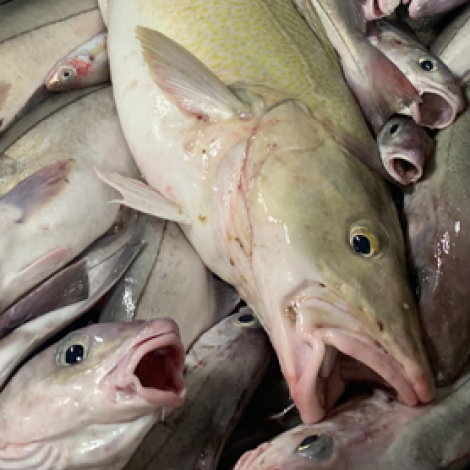 Nakrir útróðrarbátar selja á Fiskamarknaðinum