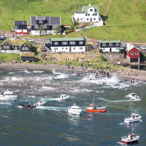 Yvir hundrað hvalir í Vestmanna
