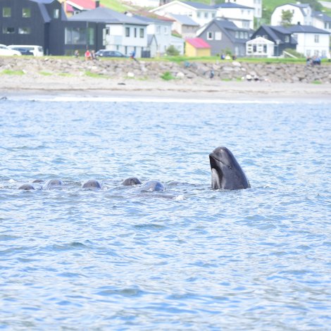 Seðlarnir koma út klokkan átta í morgin