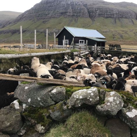 SEYÐAHALD OG MATVØRUTRYGD