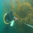 Ocean Rainforest gjørt sáttmála um tøkni- og marknaðarmenning í USA