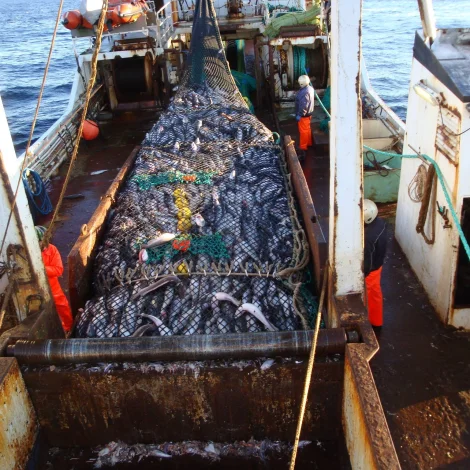 Fiskamarknaðurin metir um viku 4