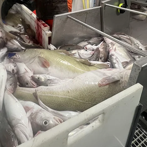 Framvegis nógv av toski á Føroyabanka, sum tó er rak í mun til onnur ár