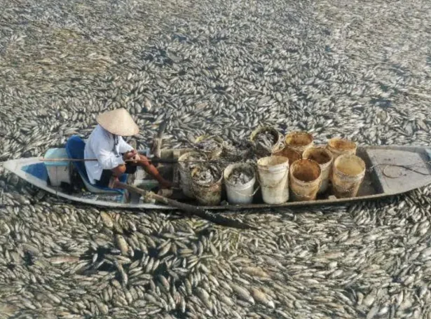 Deyðir fiskar í Song May-vatngoymsluni í vjetnamesiska Dong Nai-landslutinum (Mynd: AFP)