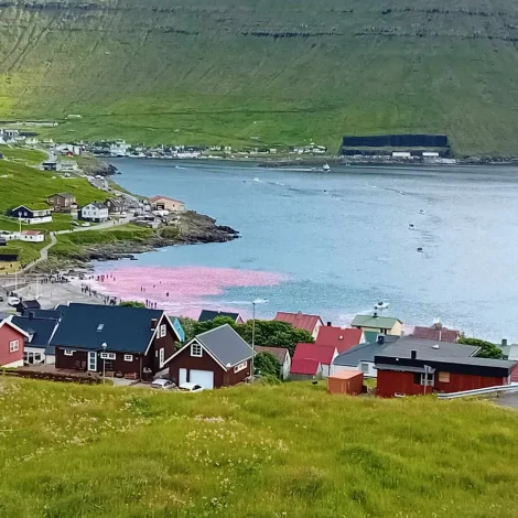 Umleið 60 hval hava lagt beini í Gøtu