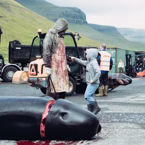 Ikki vist, at tey sleppa at halda fram við sjónleikinum