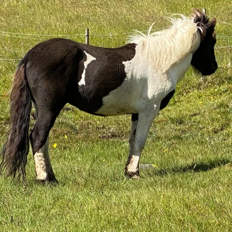 Ílegugrunnur við niðurfrystum rossasáði