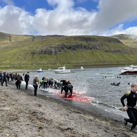 Seðlarnir koma út klokkan 19