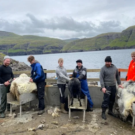 Ull ovast á breddan í eina heila viku