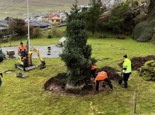 Granntræið var gróðursett Í 2022 (Savnsmynd)