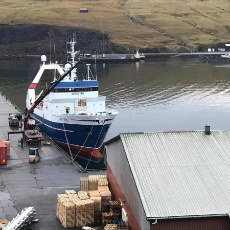 Brestir selir svartkalva á Fiskamarknaðinum