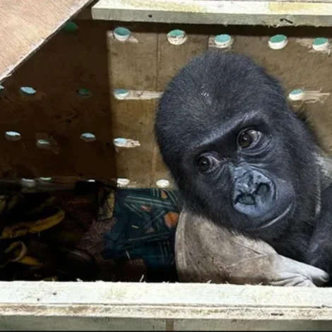 Royndu at smugla eina lítla gorillu til Tailands