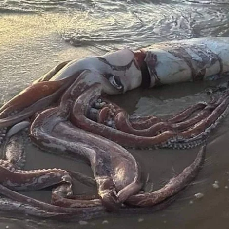 Risa høgguslokkur (giant squid)