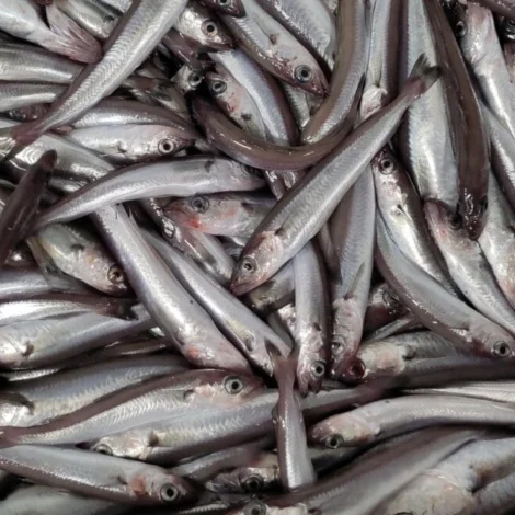 Kanska møguligt at framsiga svartkjaftastovn
