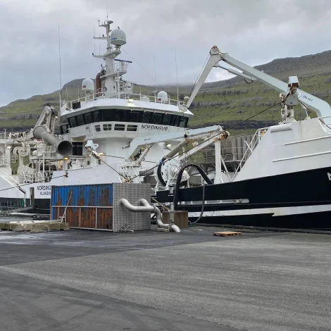 Smáar nøgdir av makreli landaðar í Fuglafirði í dag