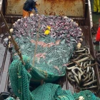 Fiskamarknaðurin metir um viku 34