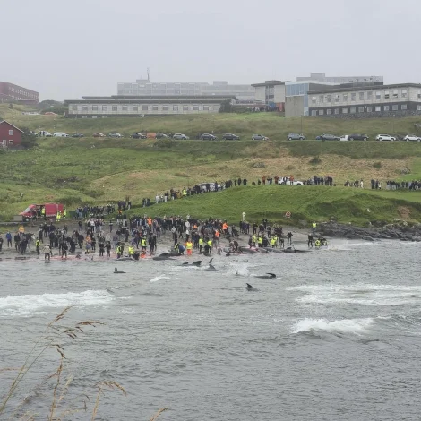 Verður hildin til í Sandagerði nú