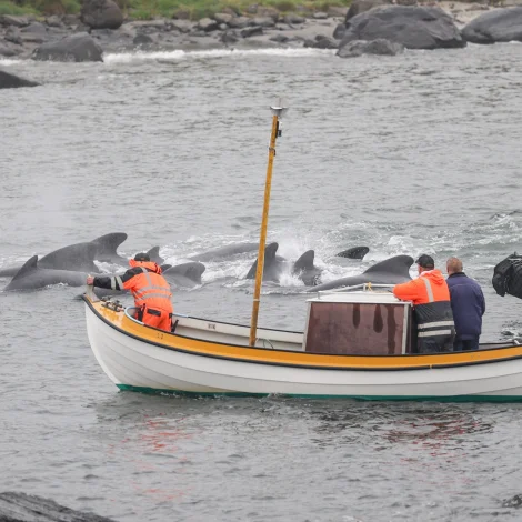 Seðlarnir koma út klokkan 19