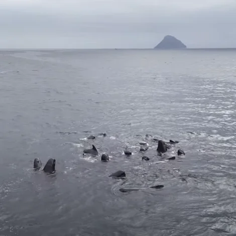 Video: Stóð og grindaðist í Hvalbiarfjørði