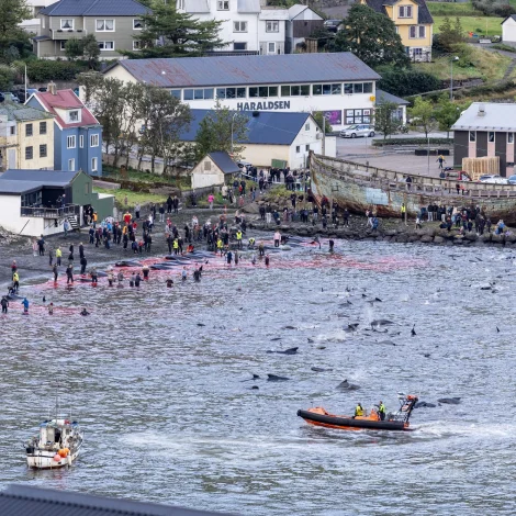 Halda grind til í Fuglafirði