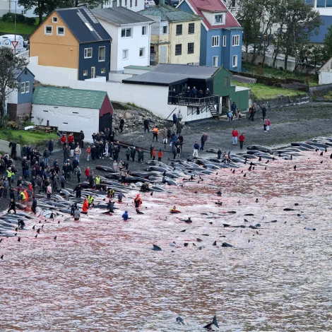 Grindin størri enn roknað var við