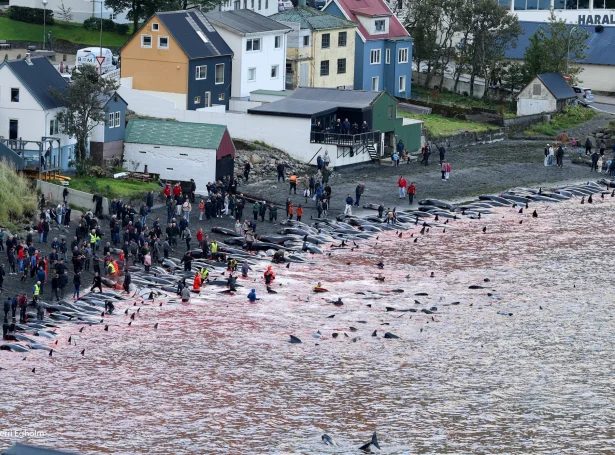 (Mynd: Sverri Egholm)