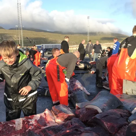 Fylla sær kaggarnar á Sandi