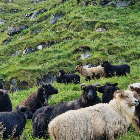 Myndir: Vóru í Teistansskorð í vikuskiftinum