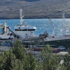 Ango landar svartkjaft í Íslandi