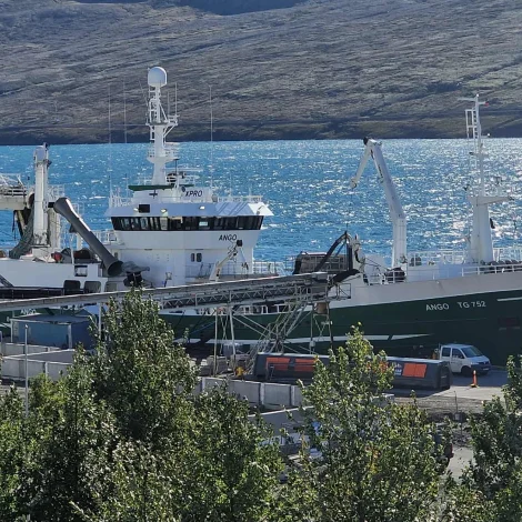 Ango landar svartkjaft í Íslandi