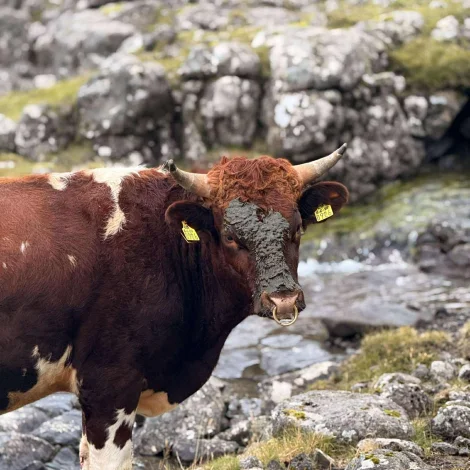 Myndir: Hava verið á Víkum eftir tveimum tarvum