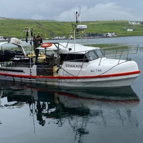 Stakkavík selir á Fiskamarknaðinum