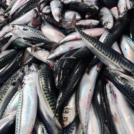 Ices tilmæli: Minni av makreli og svartkjafti og meira av sild