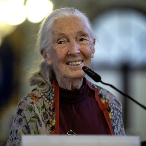 Sjimpansuserfrøðingurin Jane Goodall gjørdist 91 ára gomul