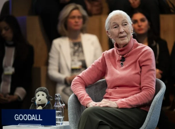 Jane Goodall andaðist mikudagin, 91 ára gomul (Mynd: EPA)