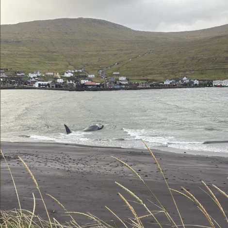 Stórhvalur strandaður á Sørvágssandi
