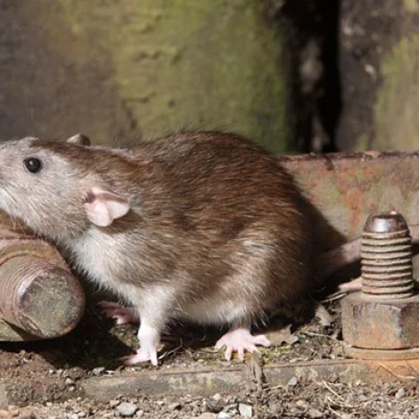 Einki fólk á skeið í rottutýning