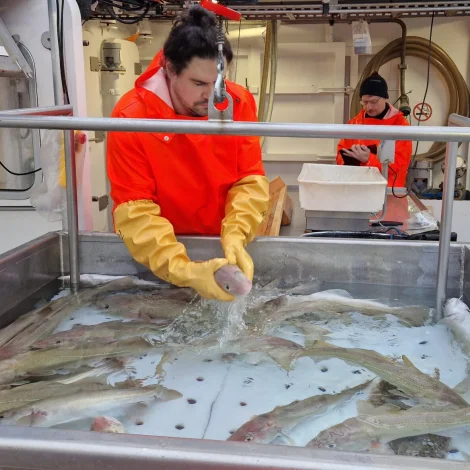 Merkt fisk á Landgrunninum